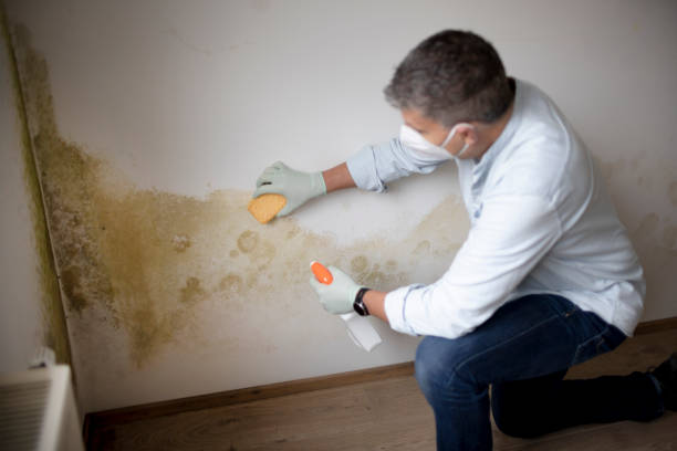 Best Mold Prevention Services  in Cherryvale, SC